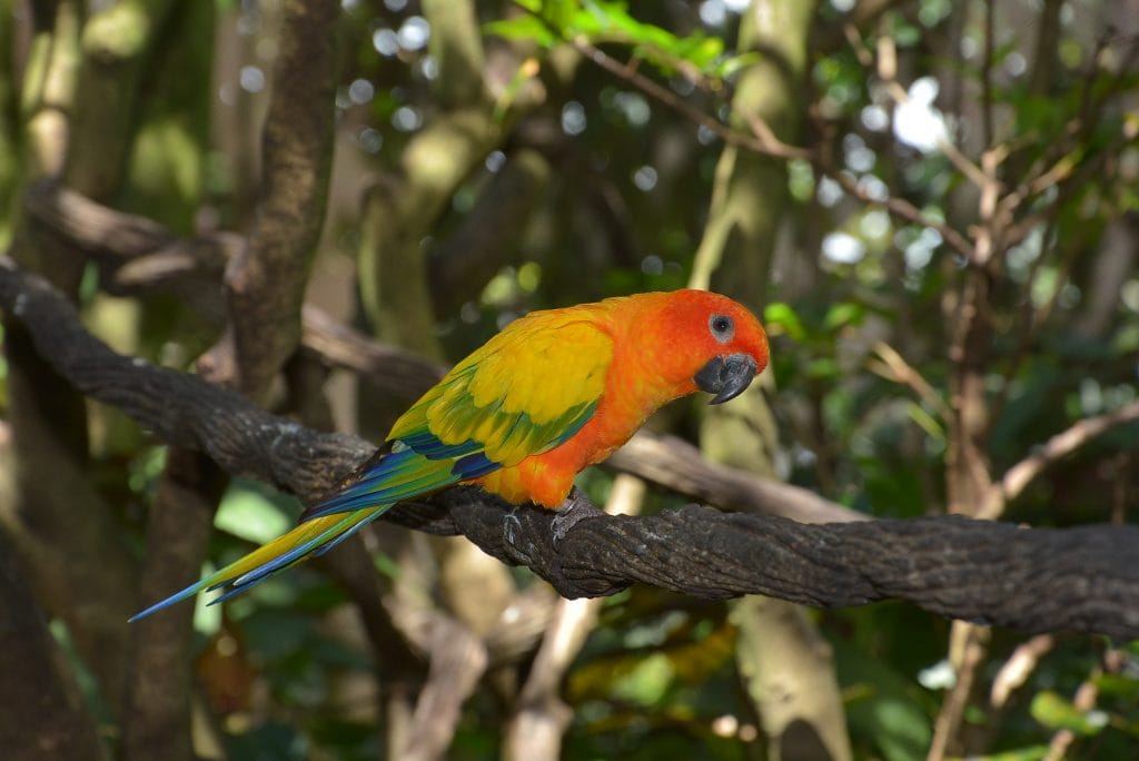Colorful Bird Discovery Cove Aviary Orlando Florida