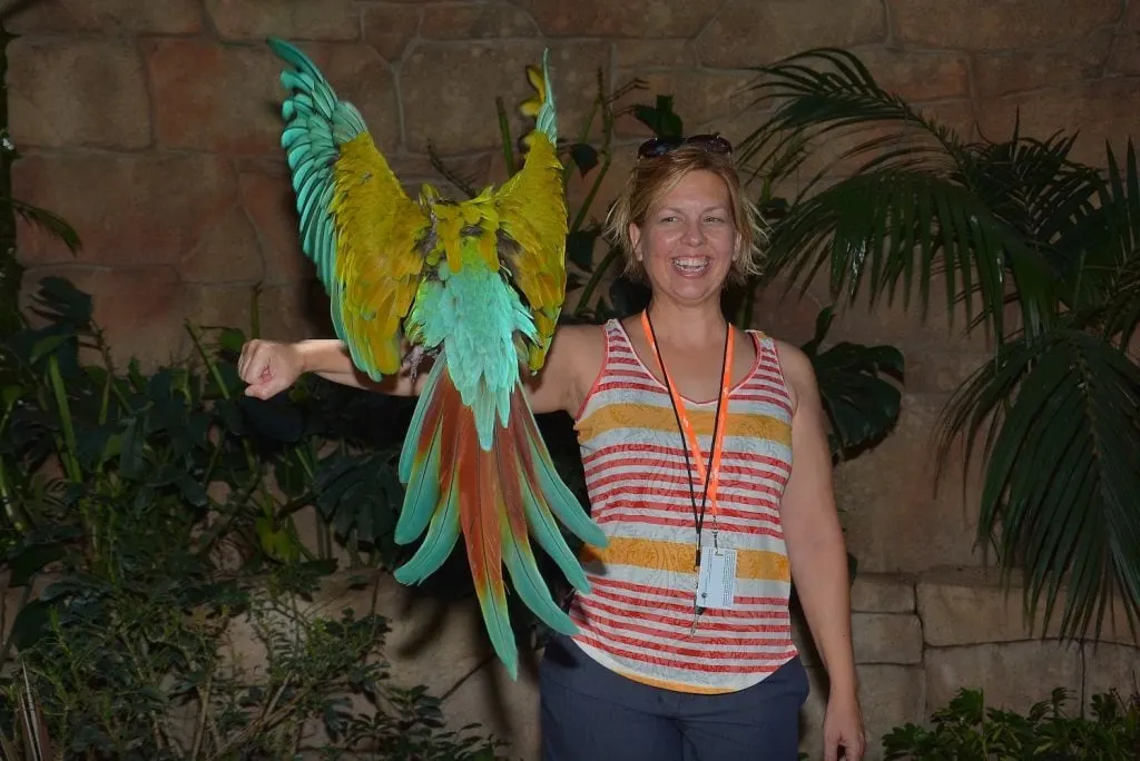 woman with bright colored parrot flying towards her Discovery Cove