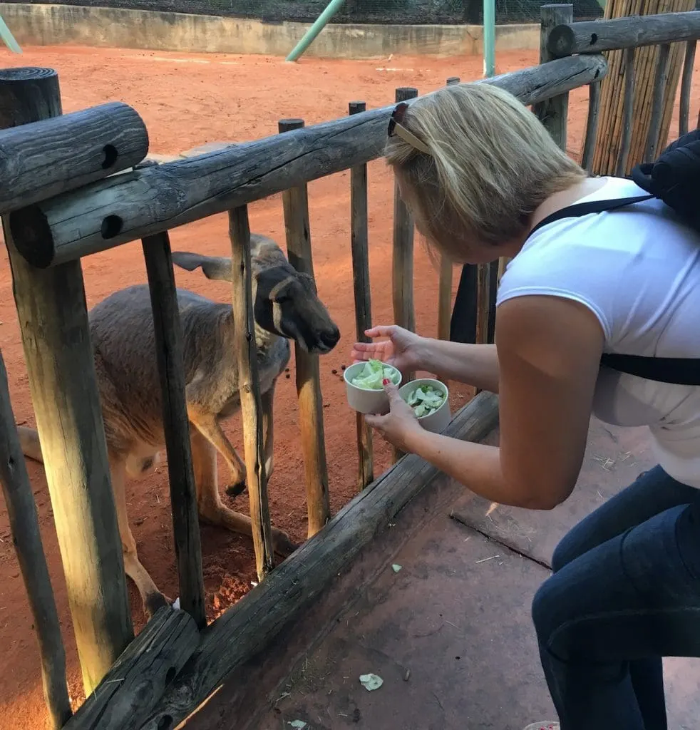 woman feeding a kangaroo