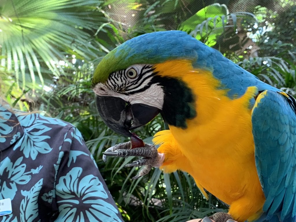 Tropical Parrot Discovery Cove Orlando