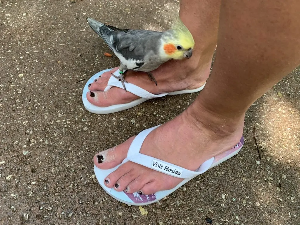 Bird on woman's foot wearing flip flops Discovery Cove Orlando