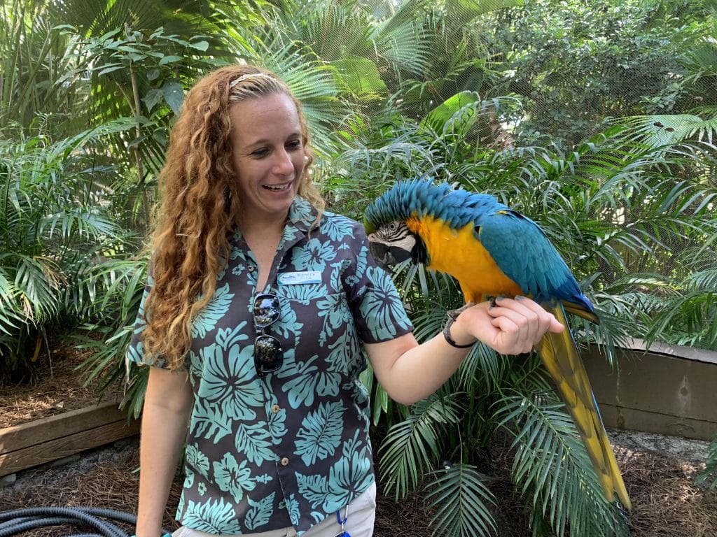 Parrot sitting on arm of Discovery Cove animal trainer in aviary