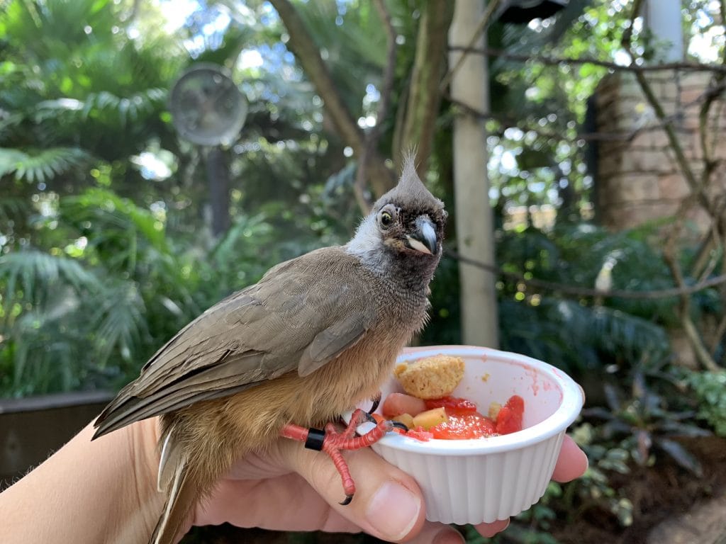 bird perched on woman's hand eating strawberries out of a cup Discovery Cove