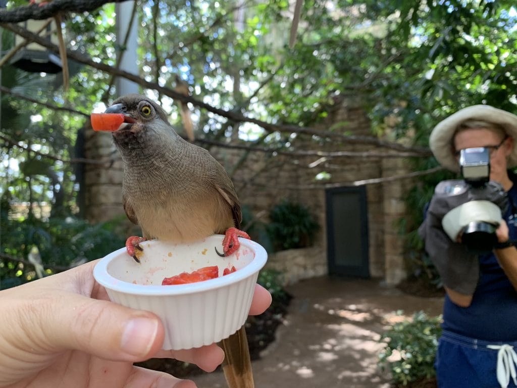 bird perched on woman's hand eating strawberries out of a cup Discovery Cove