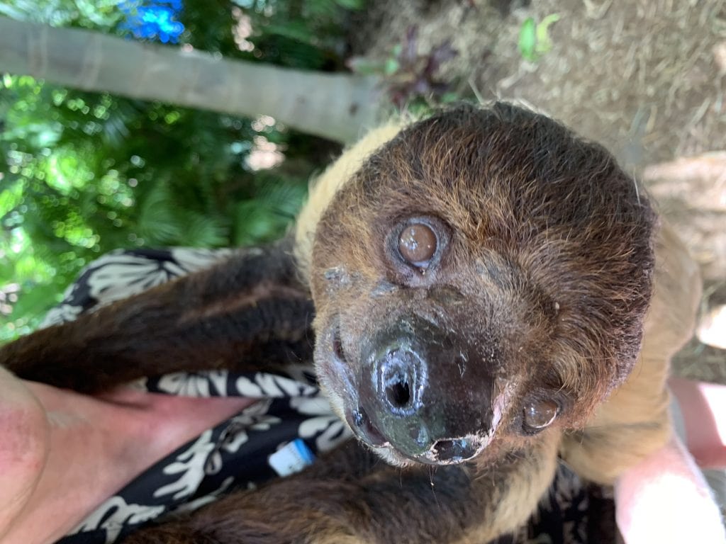 sloth at discovery cove orlando florida