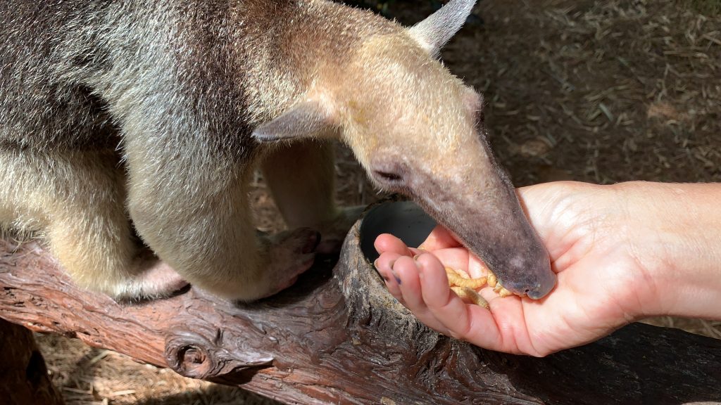 ant eater at Discovery Cove