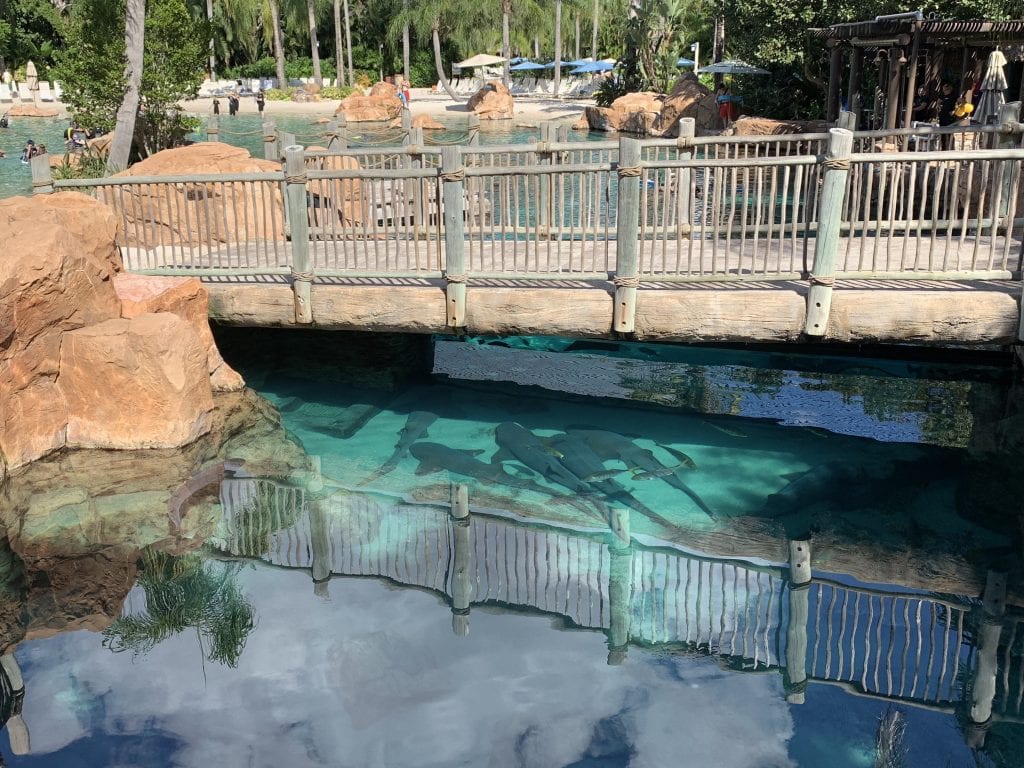 sharks swimming in pool at Discovery Cove