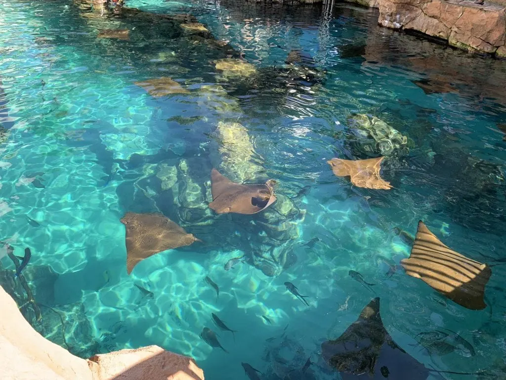sting rays in turquoise water discovery cove