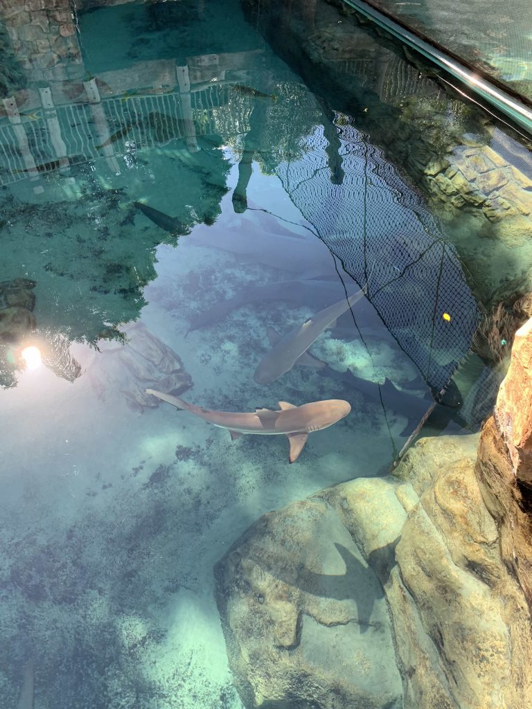 shark swimming in water at Discovery Cove Orlando Florida