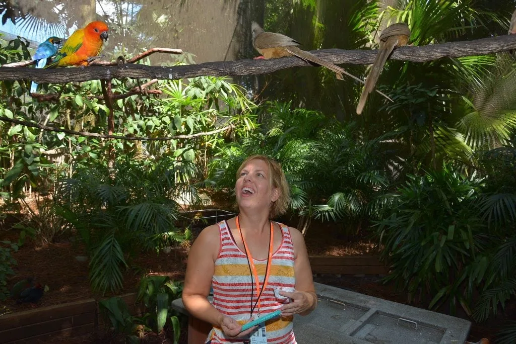 woman looking at birds on tree branch above her Discovery Cove