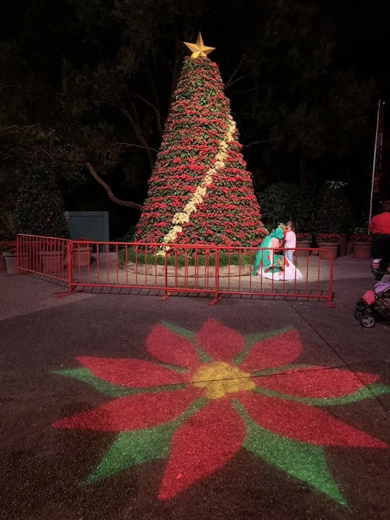 Poinsettia Tree Busch Gardens Christmas Town Tampa Bay