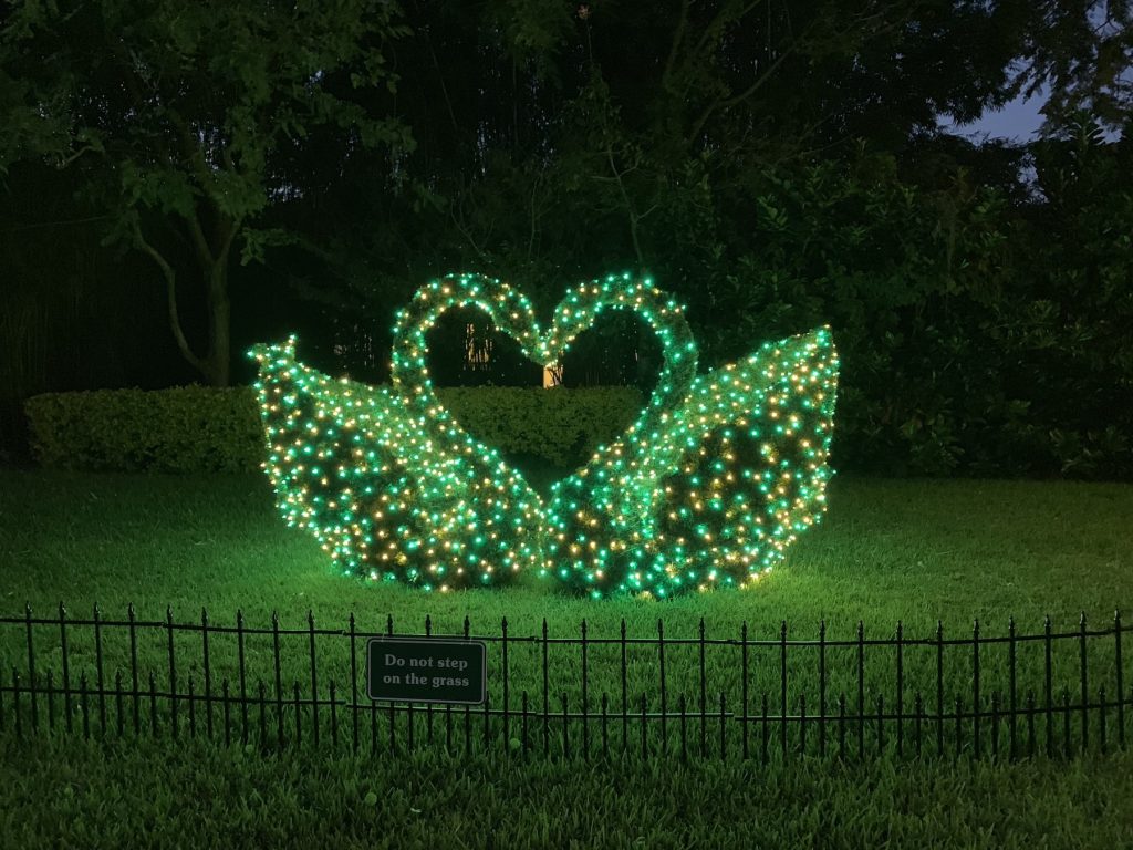 Swans Busch Gardens Christmas Town Tampa Bay