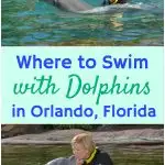 swimming with dolphins in Orlando Florida