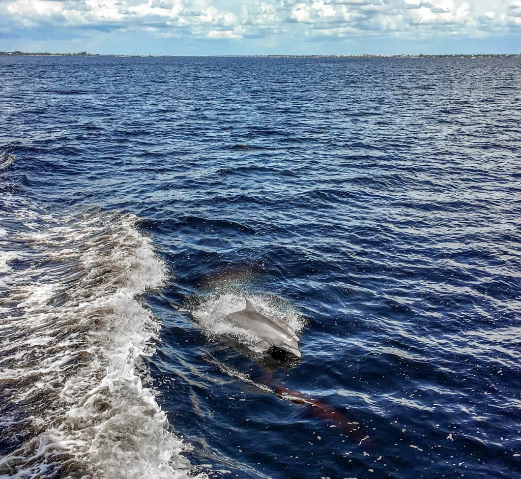 dolphins jumping out of water Punta Gorda fl king fisher fleet harbor tour
