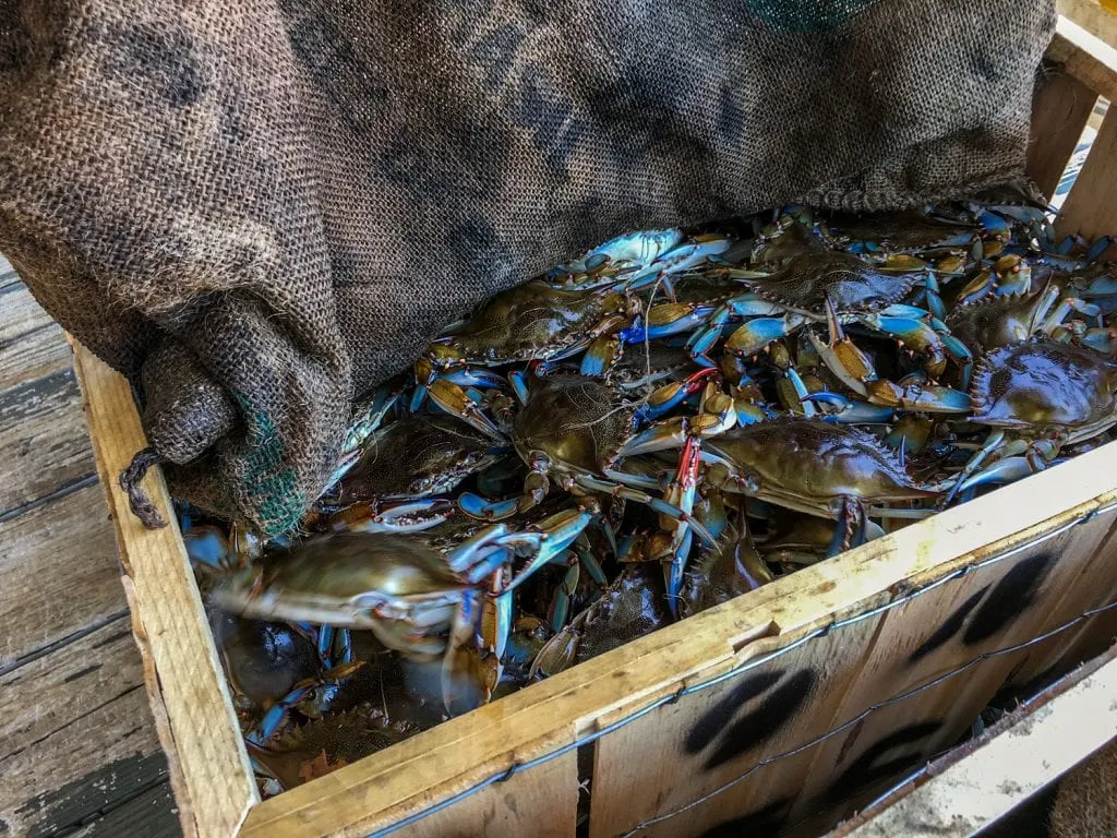 blue crabs in wooden box peace river seafood Punta Gorda fl