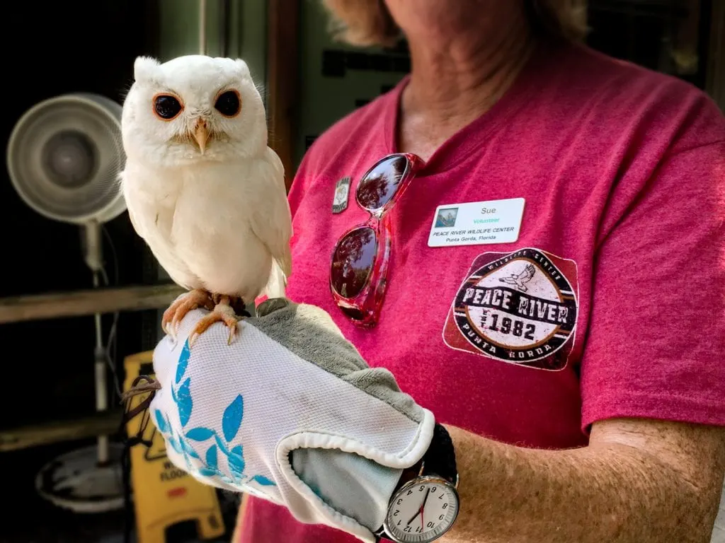 peace river wildlife center volunteer holding white owl on gloved hand Punta Gorda fl