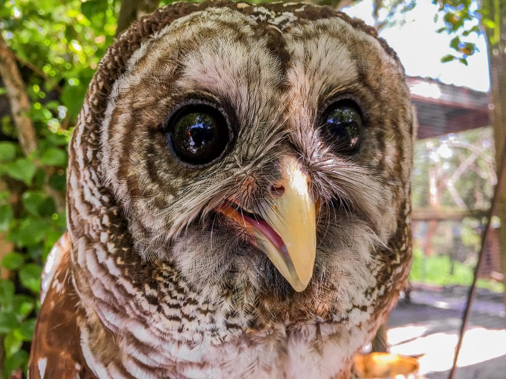 peace river wildlife center rescued owl Punta Gorda fl