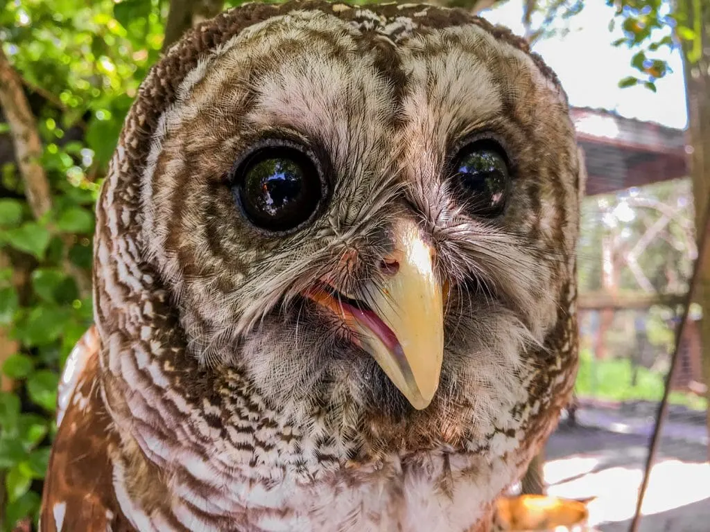 peace river wildlife center rescued owl Punta Gorda fl