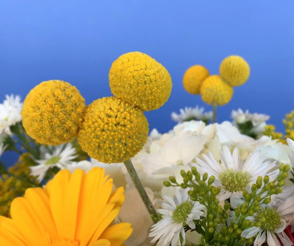 Yellow Mickey Mouse Flowers in floral bouquet against blue background