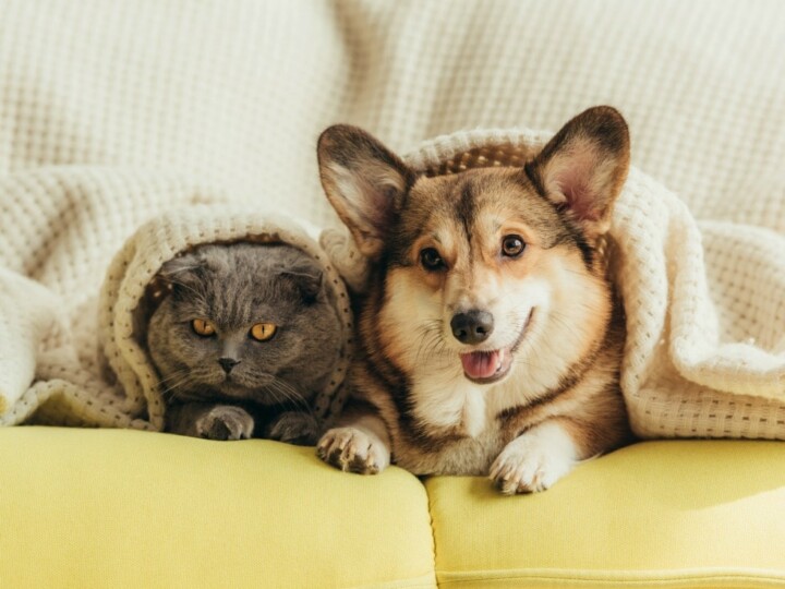 cat and dog under blanket on couch