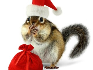 chipmunk wearing Santa hat with a tiny red bag of gifts