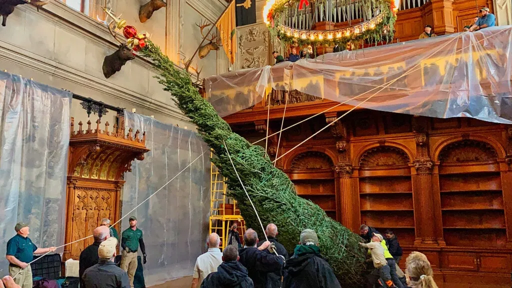 real fraser fir Christmas tree being lifted towards ceiling
