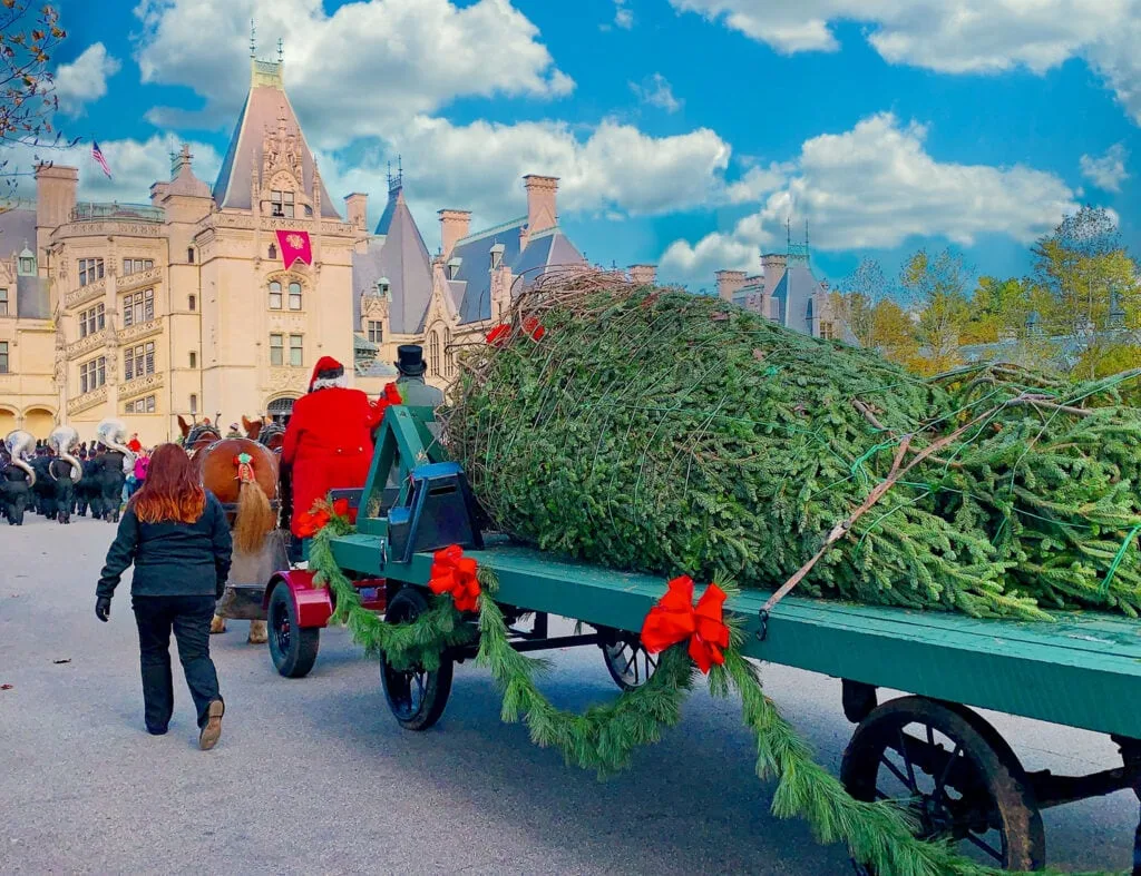 real christmas tree on wagon pulled by horses