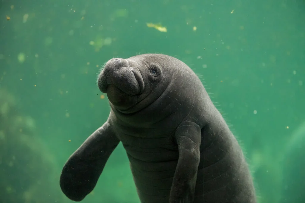 baby manatee in water