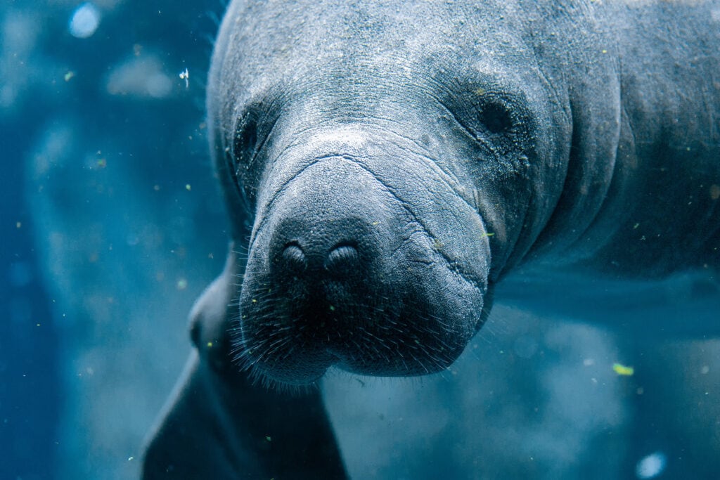 manatee close up in water