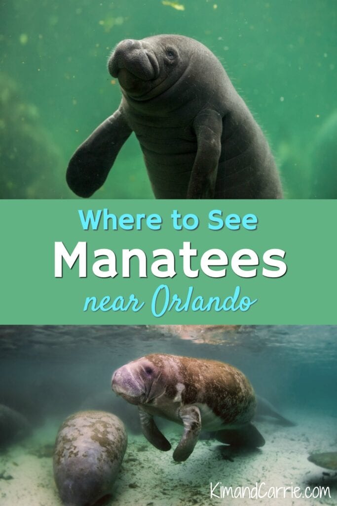 manatees in water Orlando Florida