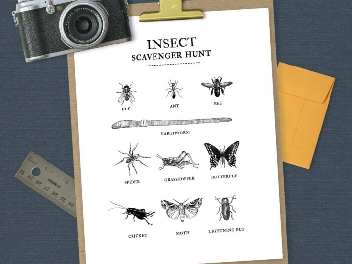 insect scavenger hunt printable on navy background