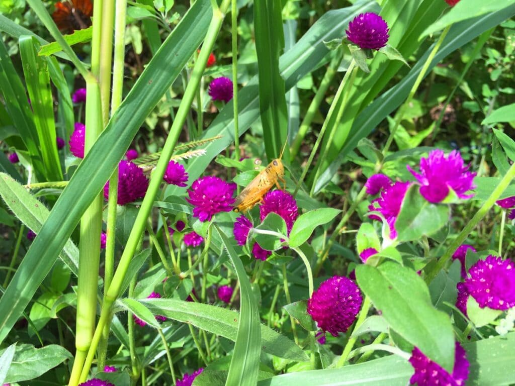 purple globe amaranth flowers