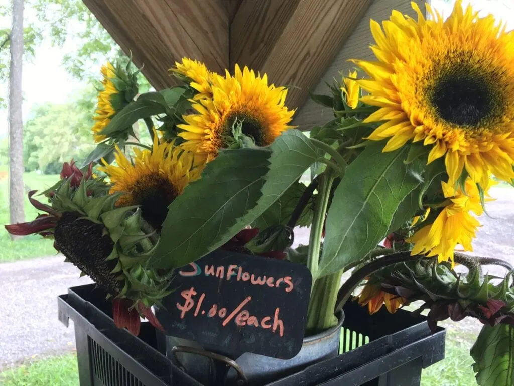 fresh cut sunflowers in buckets