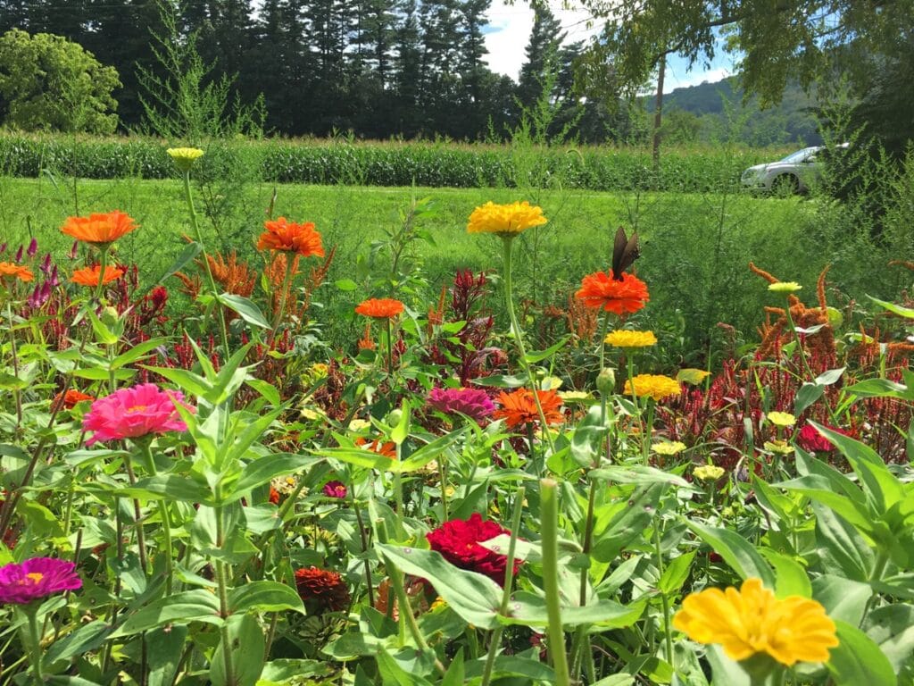 field of wildflowers