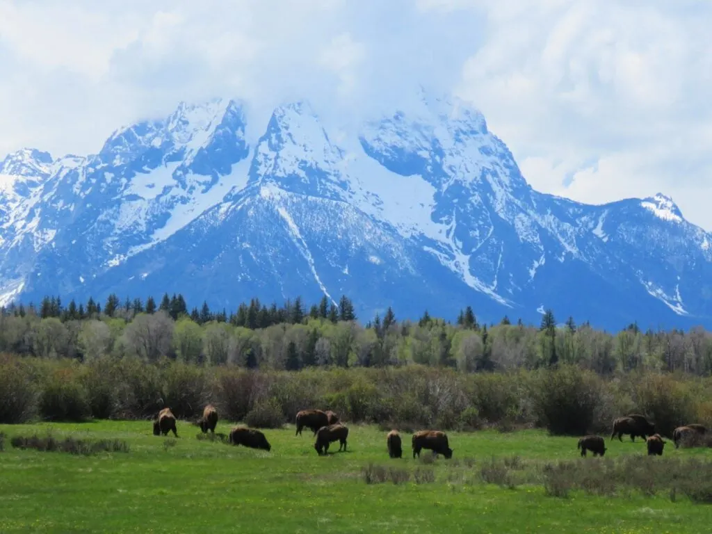 bison in front of mountains