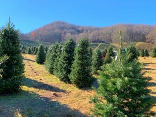Christmas tree farm with mountains in distance