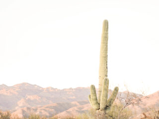 saguaro cactus against desert background