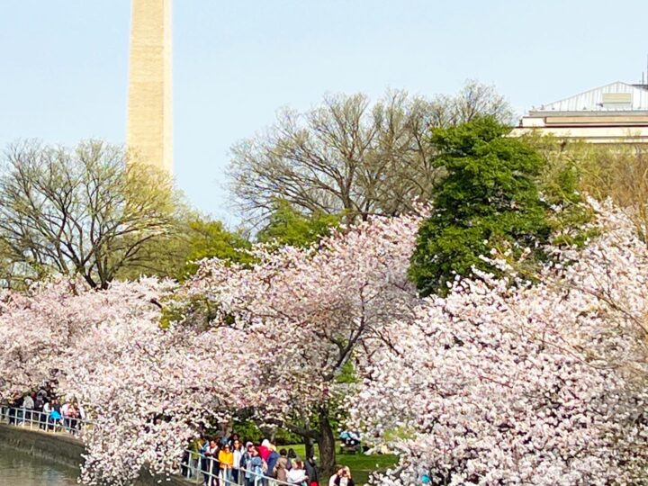 washington Monument with pink cherry blossom trees in front along the Tidal Basin in Washington DC