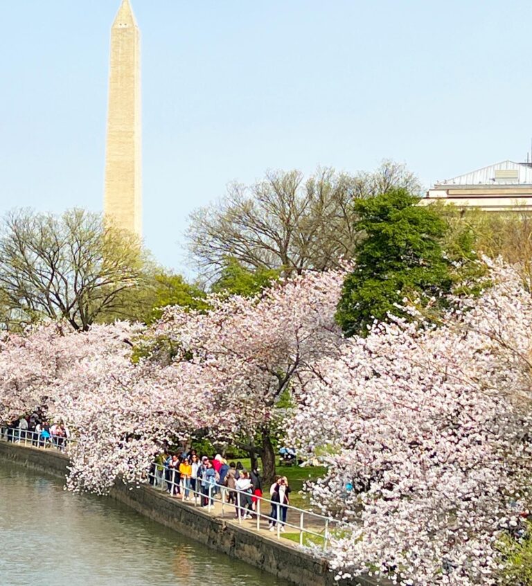 washington Monument with pink cherry blossom trees in front along the Tidal Basin in Washington DC