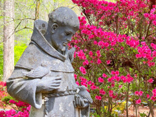 st francis of Assisi statue in front of pink azaleas
