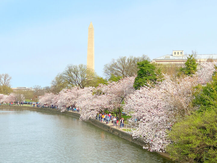 How To See Cherry Blossoms In Washington D.C. 2023 - Kim And Carrie