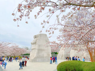 Martin Luther King Memorial in Washington DC surrounded by blooming cherry trees