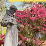 st Francis of Assisi statue in azalea garden