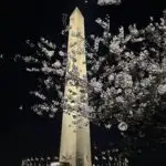 Washington Monument at night with cherry blossoms in foreground