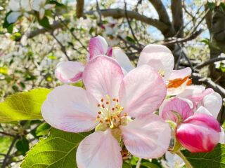 pink apple blossom flower on blooming tree