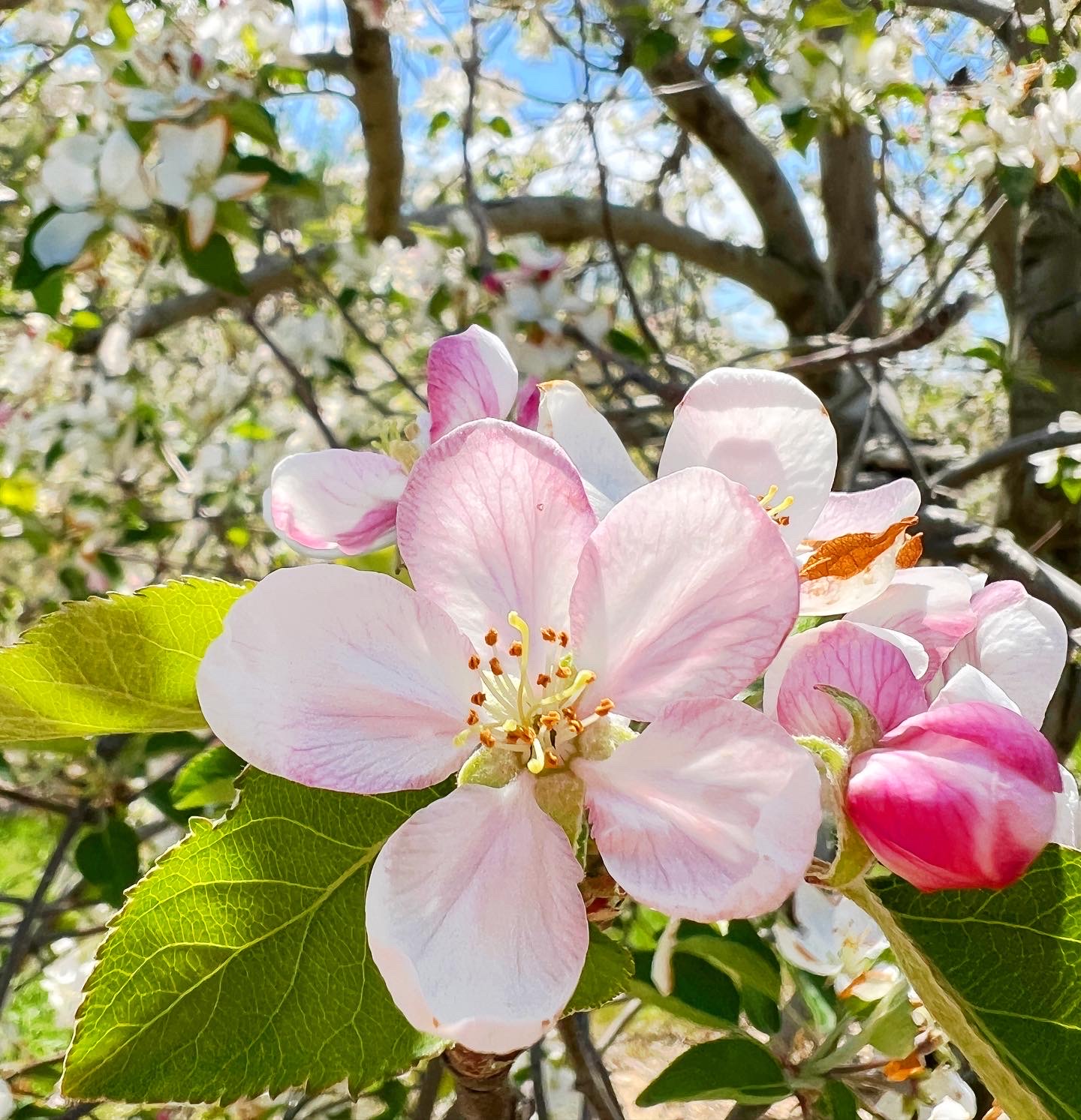 Where To See Apple Blossoms In Hendersonville Nc Wanderful World Of
