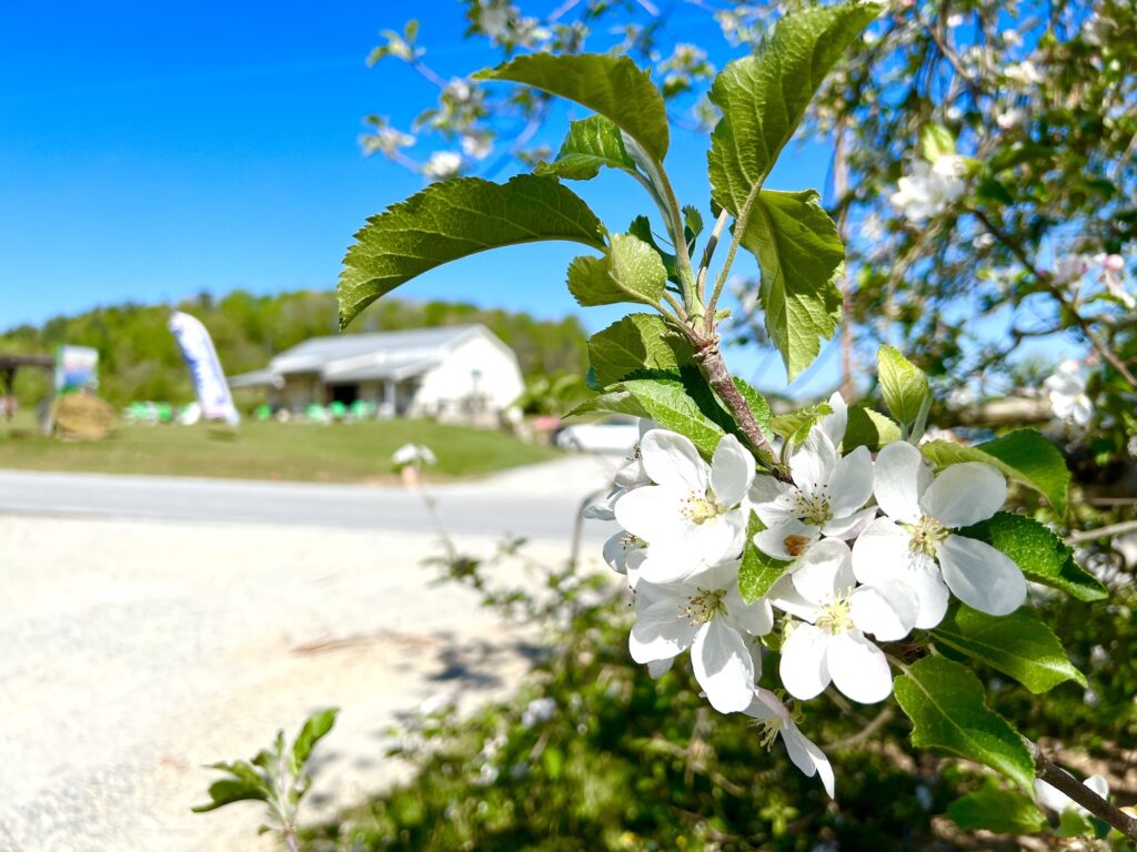 white apple blossoms on a tree with Appalachian ridge cider barn in distance