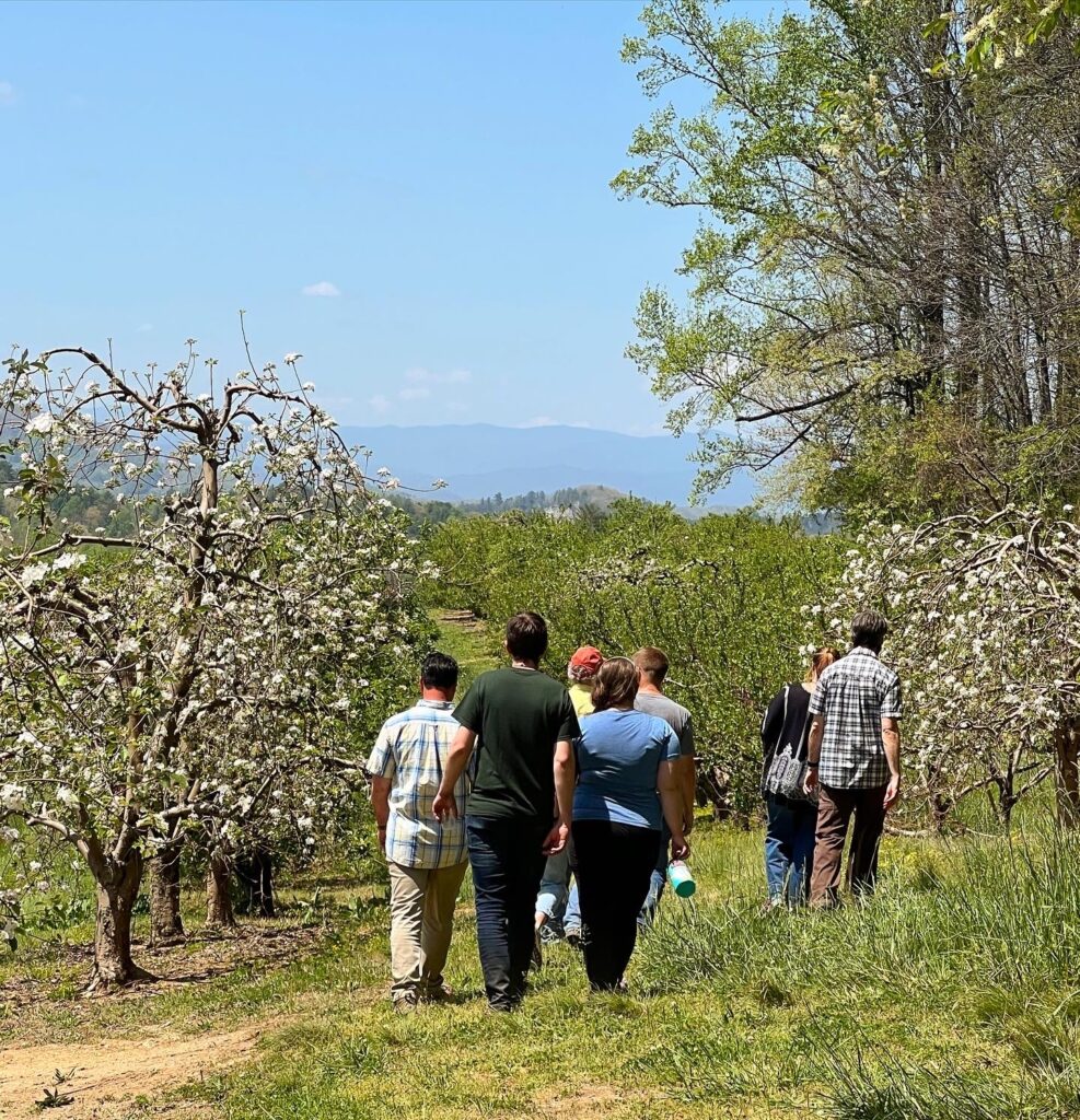 visitors walking through an apple orchard on a guided tour with Blue Ridge Mountains in distance