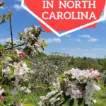 blooming apple trees in North Carolina