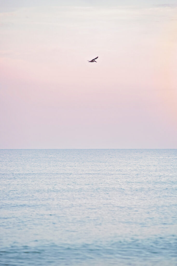 bird flying in a pink sunset sky over the ocean